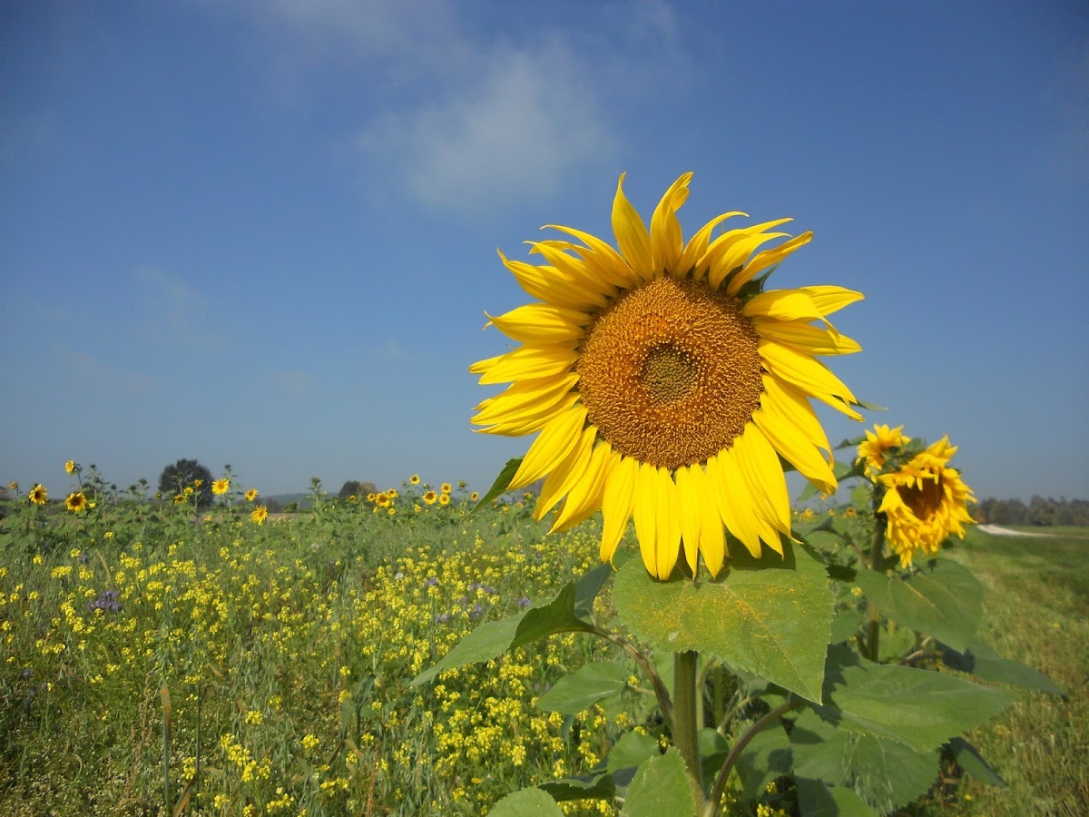 698ee0a55191a